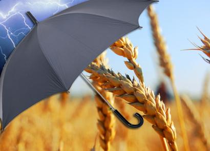 Бизнес-план по выращиванию пшеницы: учимся работать на себя Как найти покупателя на большие объемы зерна