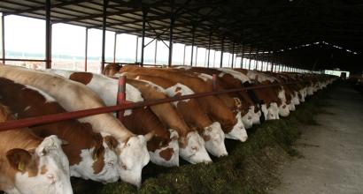 Popierinis amatas – gyvulių ferma „pasidaryk pats“ gyvūnų ferma darželiui