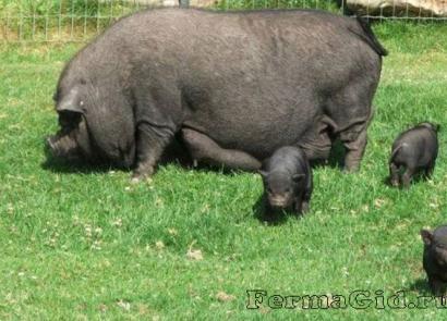 Розведення в'єтнамських вислобрюхих свиней у домашніх умовах Вирощування в'єтнамських вислобрюхих поросят