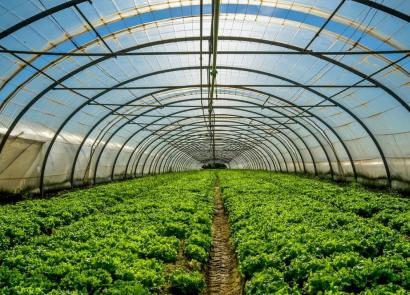 Šiltnamių auginimas kaip verslas: ką pelninga auginti