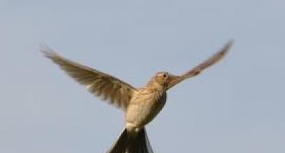 Field lark (bird)